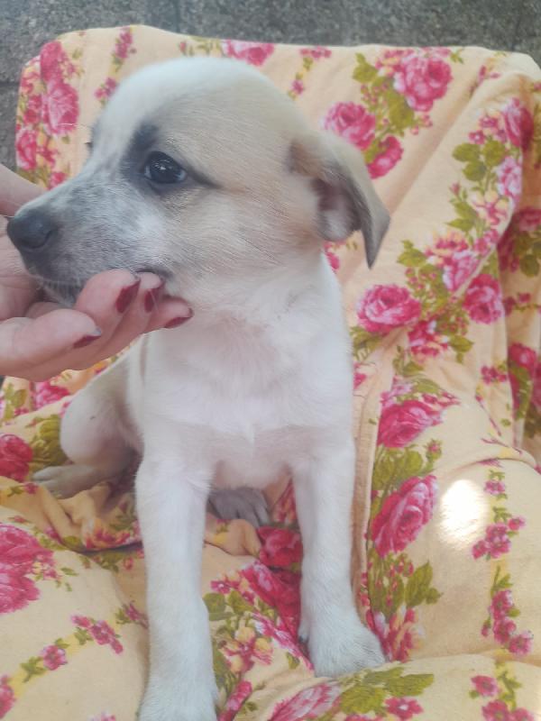 🐾 Gennarino, un piccolo tesoro in cerca di amore 🐾 Foto 3